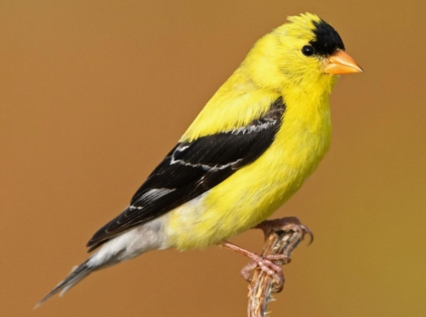 american goldfinch and meadow habitat