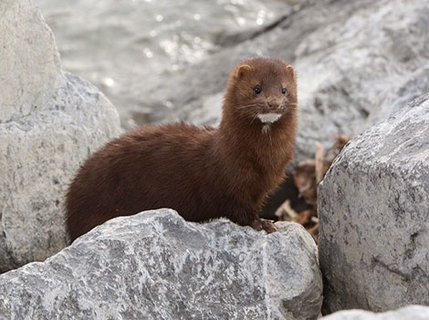 american mink dense fur and swimming ability