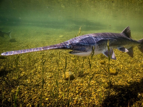 american paddlefish long snout and freshwater