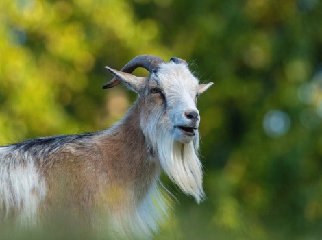 american pygmy goat grazing and playful in pasture