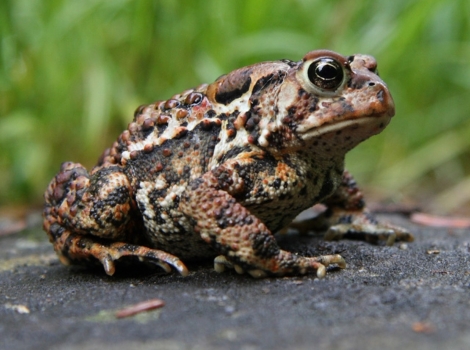 american Toad warty skin and parotoid glands close-up