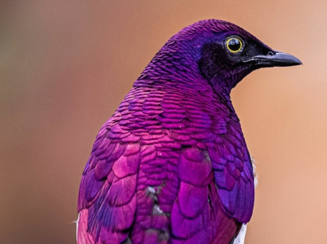 amethyst starling treetop