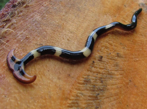 hammerhead worm anatomy and moist soil habitat