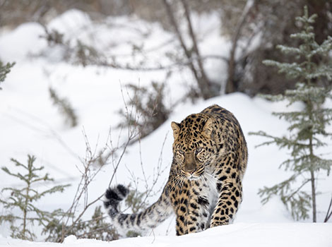 amur leopard and snow hunting behavior