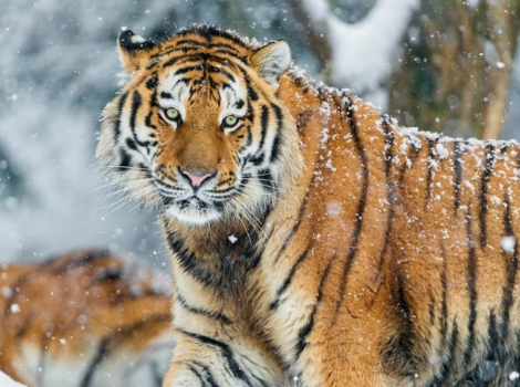 amur tiger and snowy forest habitat