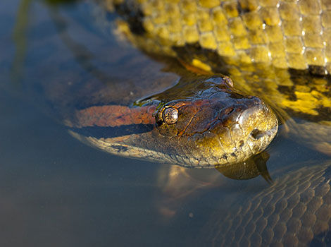 anaconda semi-aquatic and ambush predator