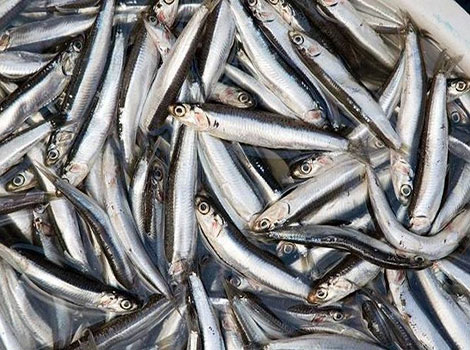 anchovy schooling behavior in coastal habitats
