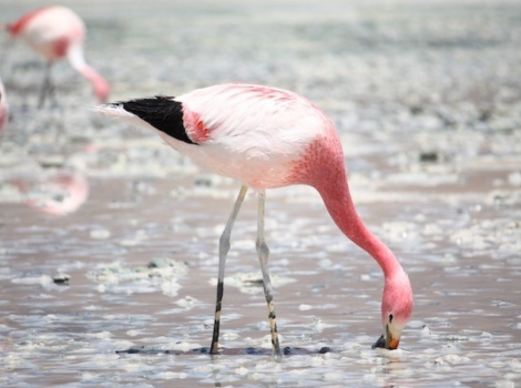 andean flamingo and high-altitude wetlands
