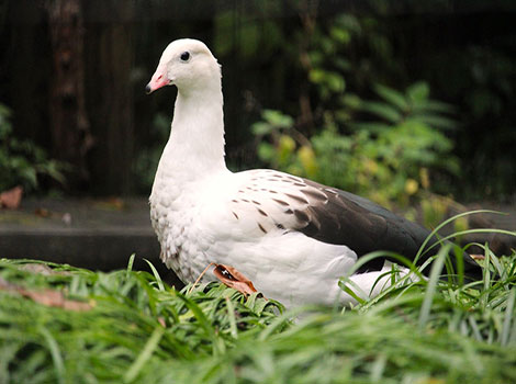 andean goose highland grasslands Andes Mountains