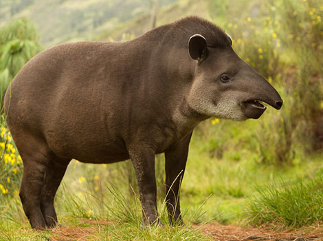 andean tapir and high-altitude grazing