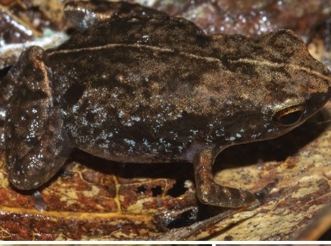andoany Stump-toed Frog light brown back