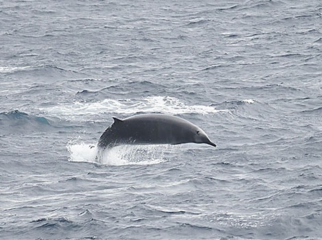 andrews beaked whale in deep ocean waters and streamlined body