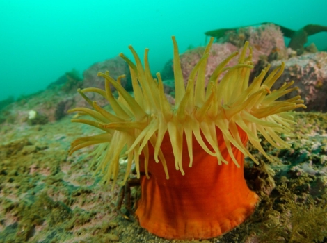 sea anemone tentacles