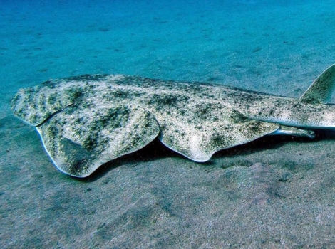 angel shark and seabed camouflage
