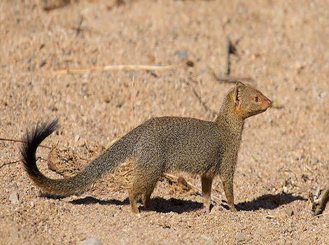 angolan mongoose reddish-brown fur and bushy tail