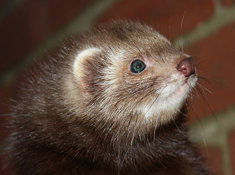 angora ferret with fluffy long fur indoors