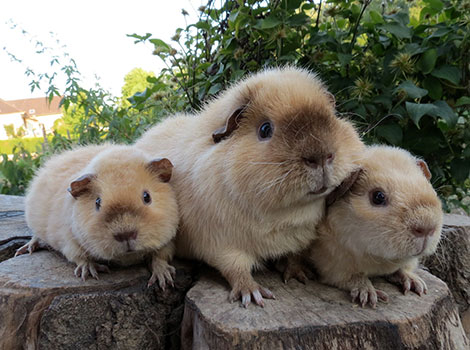 guinea pig olive coat and grasslands