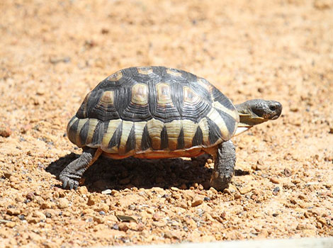 angulate tortoise south africa