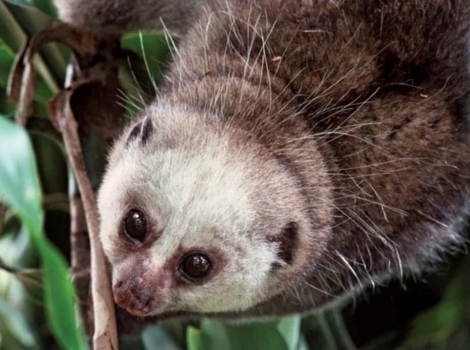 angwantibo golden fur and nocturnal activity
