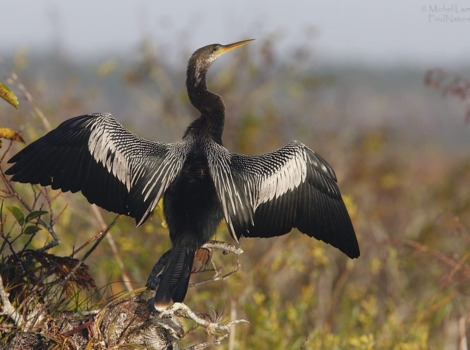 anhinga spreading wings and wetland habitat