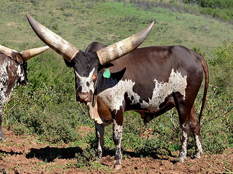 ankole watusi cattle and large horns in savanna