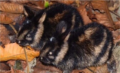 striped rabbit horizontal dark stripes and forest