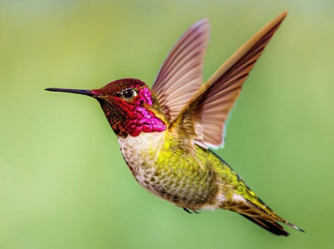 annas hummingbird hovering flower Pacific garden