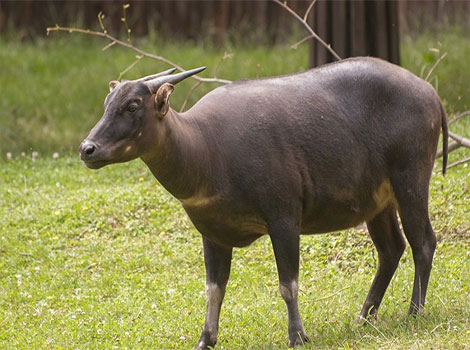 anoa dwarf buffalo and Sulawesi forest habitat