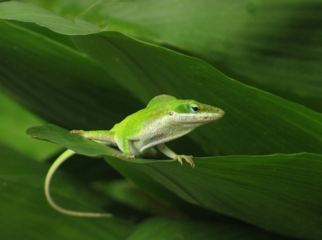 anole lizard camouflage