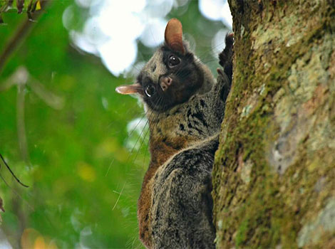 anomalure gliding rainforest and tree adaptation
