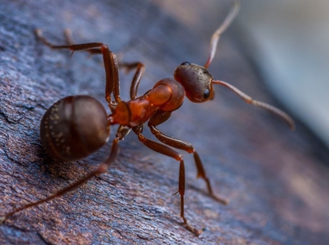 ant species and ecological impact