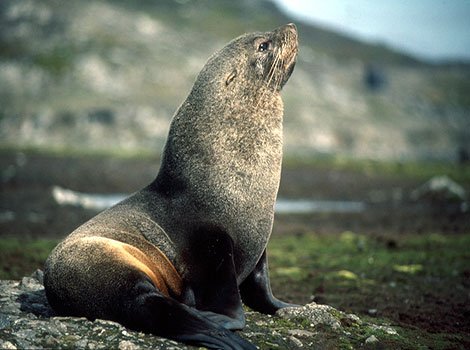 antarctic fur seal diving and cold marine habitat