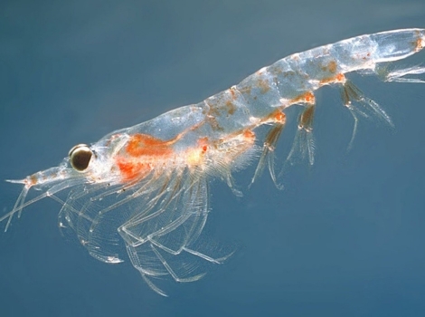 antarctic krill pink body and swarming behavior