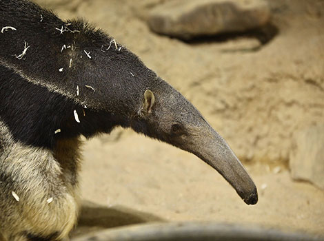 anteater feeding behavior and snout anatomy