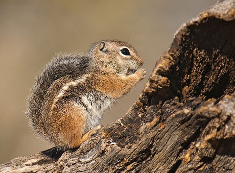antelope ground squirrel desert cooling behavior