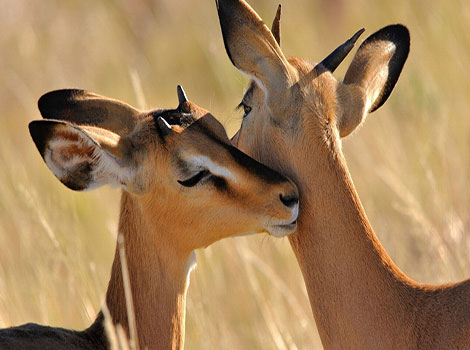 antelope in African savanna habitat
