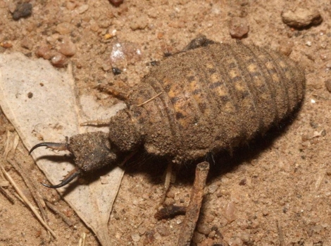 antlion sand pit trap