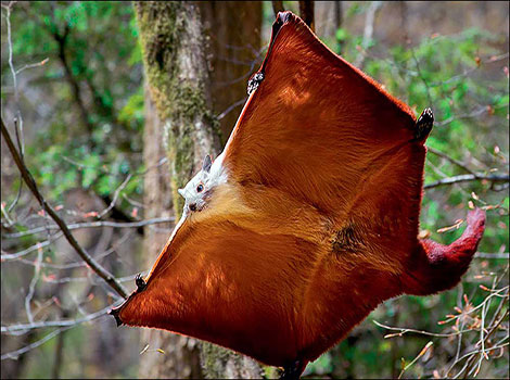 apatani flying squirrel gliding and Himalayan forests