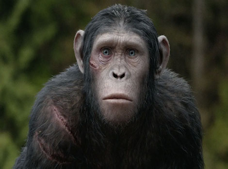 ape primates intelligence and behavior