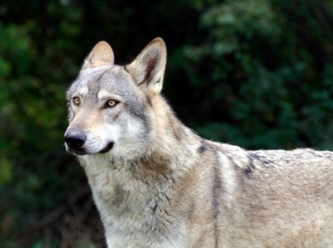 apennine wolf pack hunt