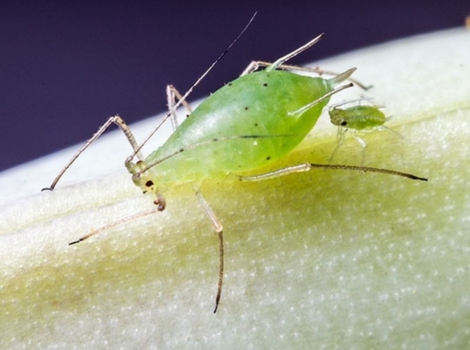 aphid plant sap extraction and damage