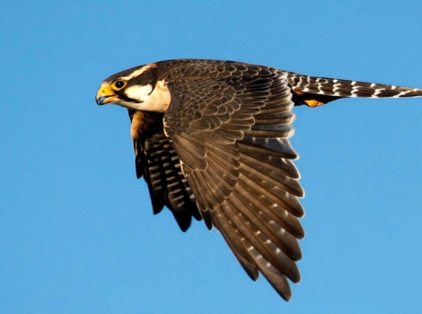 aplomado falcon and grassland habitat