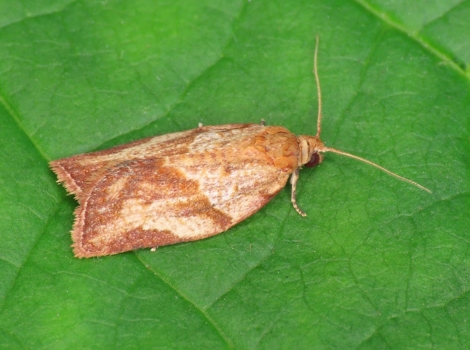 apple moth larva on fruit and orchard infestation