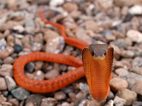 arabian cobra hood display and venomous defense