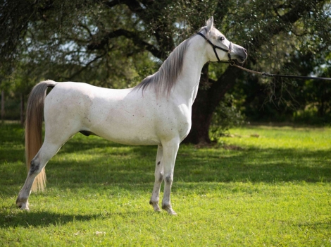 arabian horse with arched neck