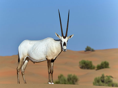 oryx white coat and desert vegetation
