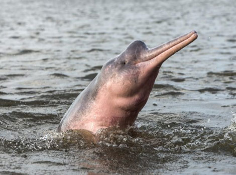 araguaian river dolphin in freshwater and pinkish hue