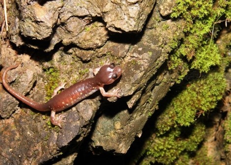 arboreal salamander climbing oak tree with prehensile tail