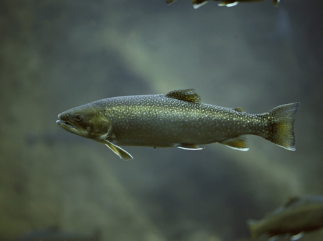 arctic char fish cold water habitat