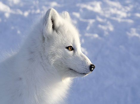arctic fox seasonal fur and tundra habitat